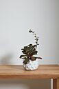 Accent Decor Fem Rosa Pot