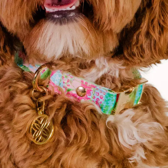 Lilly Pulitzer Dog Collar - Crazy Quilt Home - Small/Medium